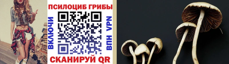 hydra рабочий сайт  Махачкала  Псилоцибиновые грибы Magic Shrooms 